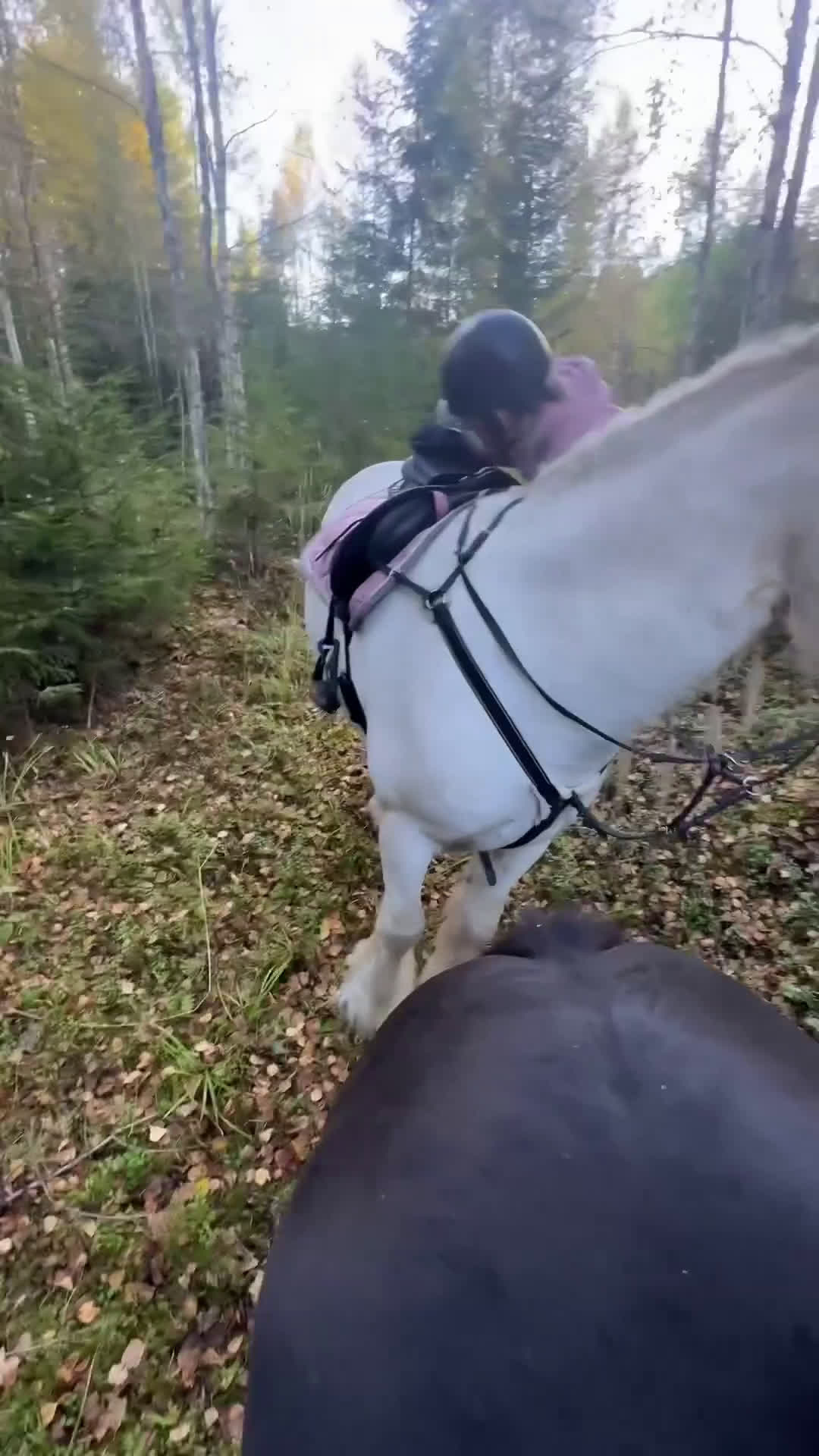 Allround hästar till salu: Vitt prins - Video 4