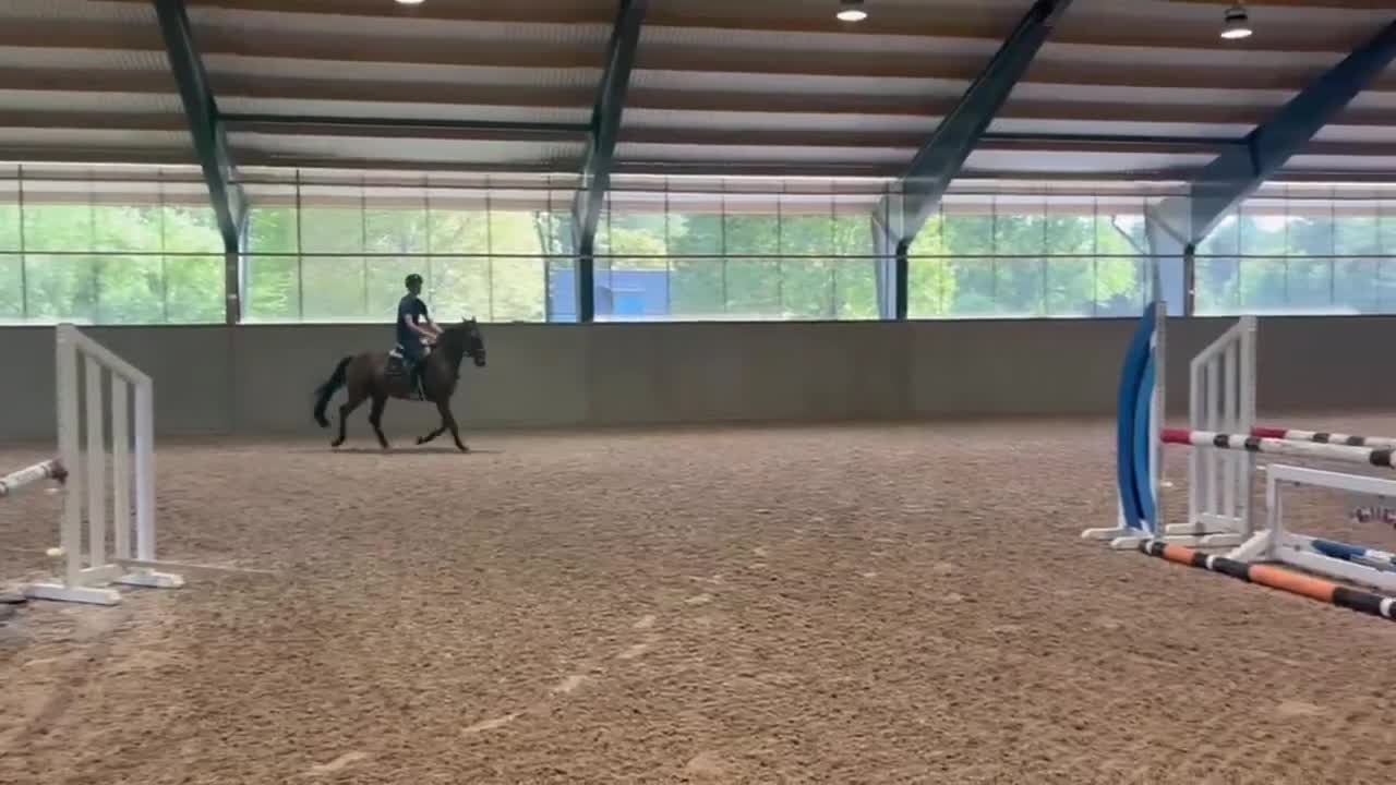 Hoppning hästar till salu: Talangfull 4 åring - Video 2