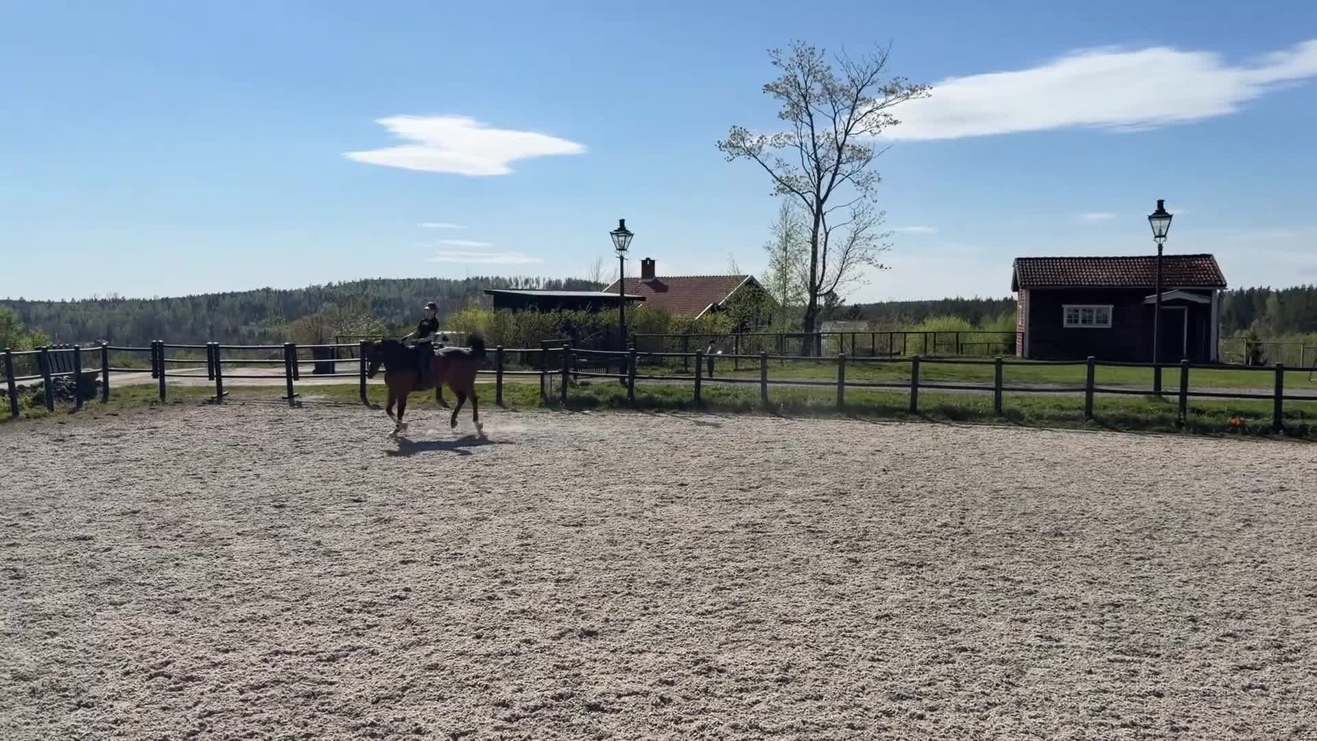 Hoppning hästar till salu: Maffig sporthäst - Video 3