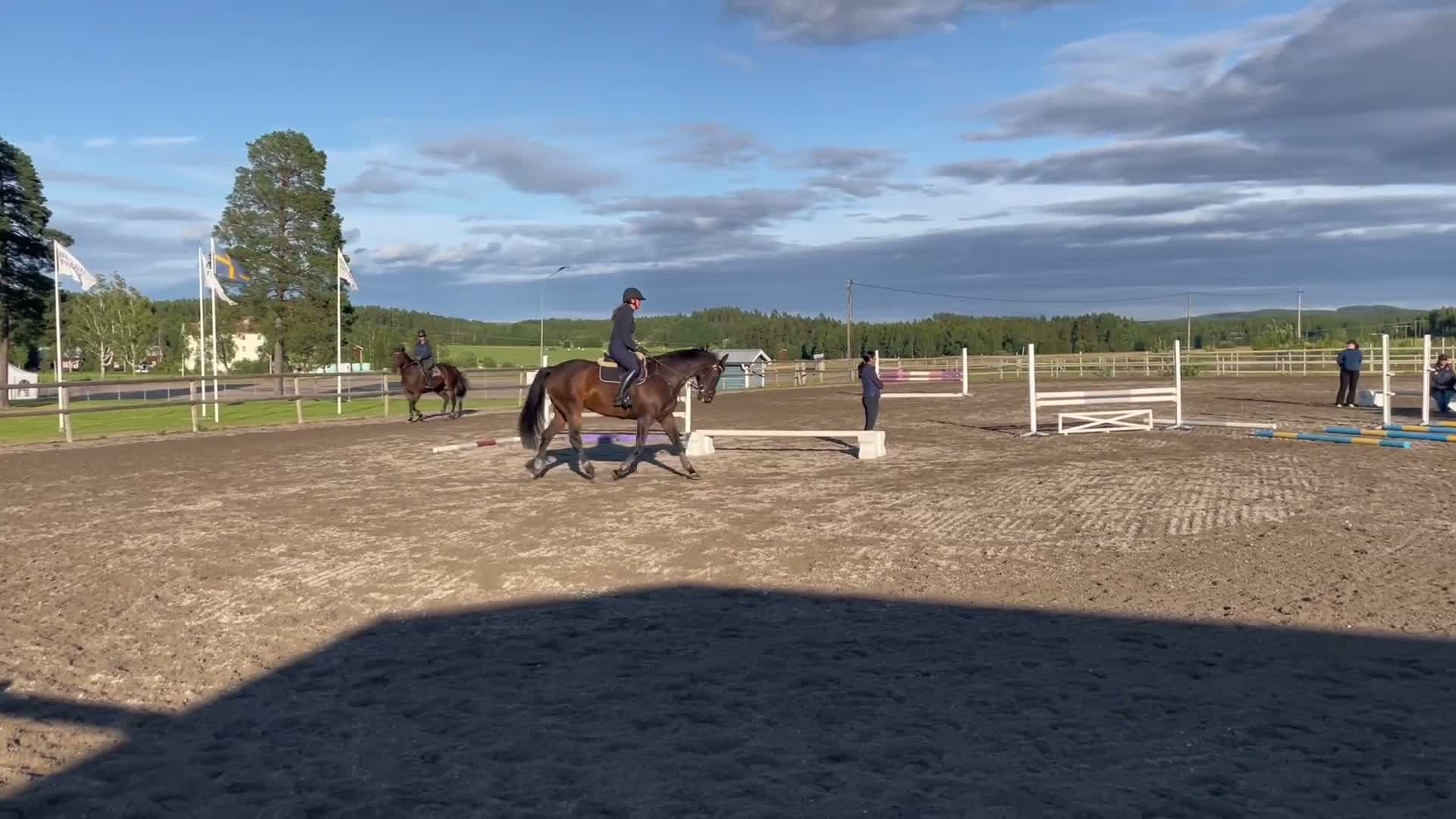 Hoppning hästar till salu: Härlig allroundhäst - Video 1