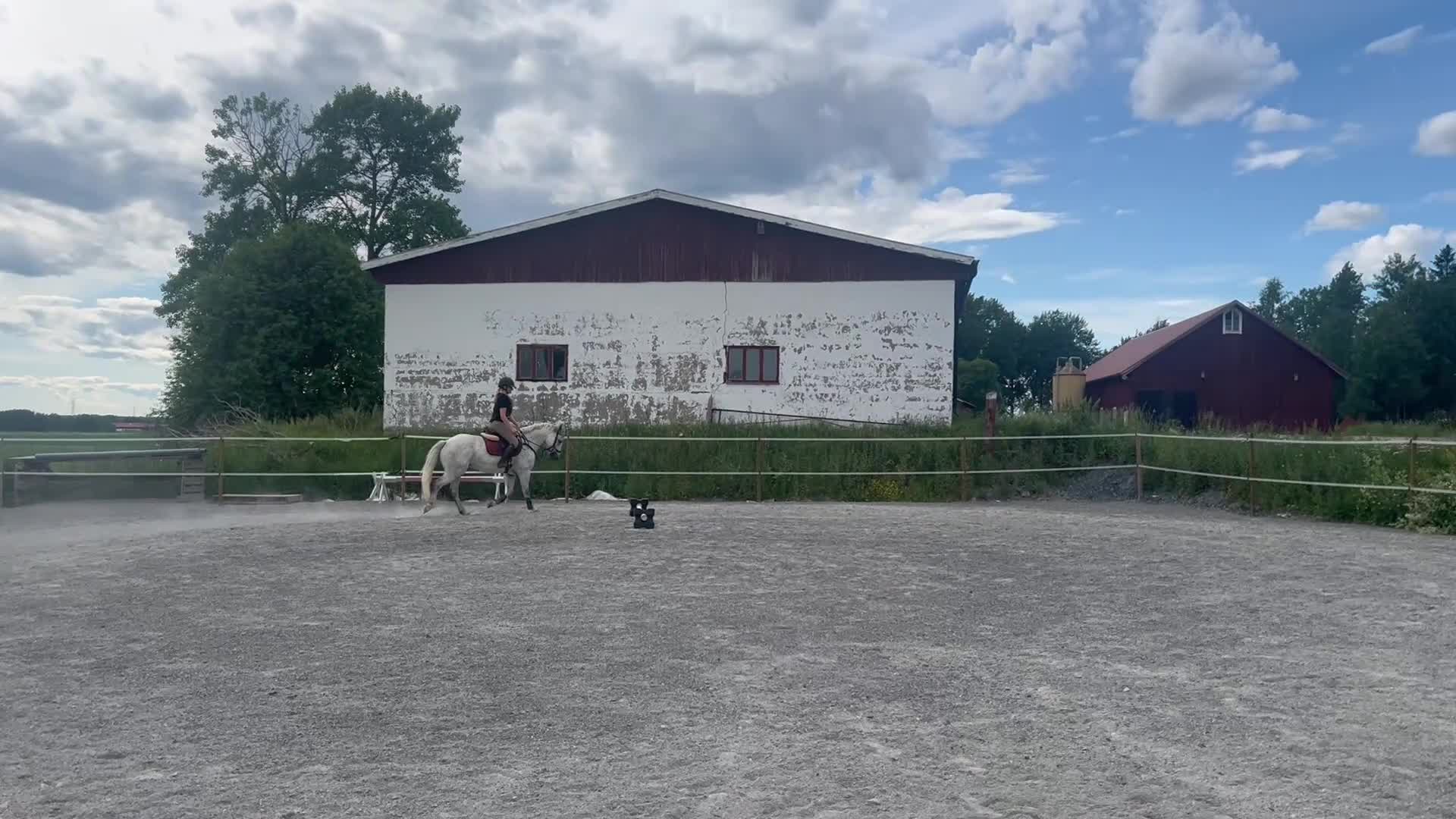 Allround hästar till salu: Superfin klass 1 Connemara  - Video 3