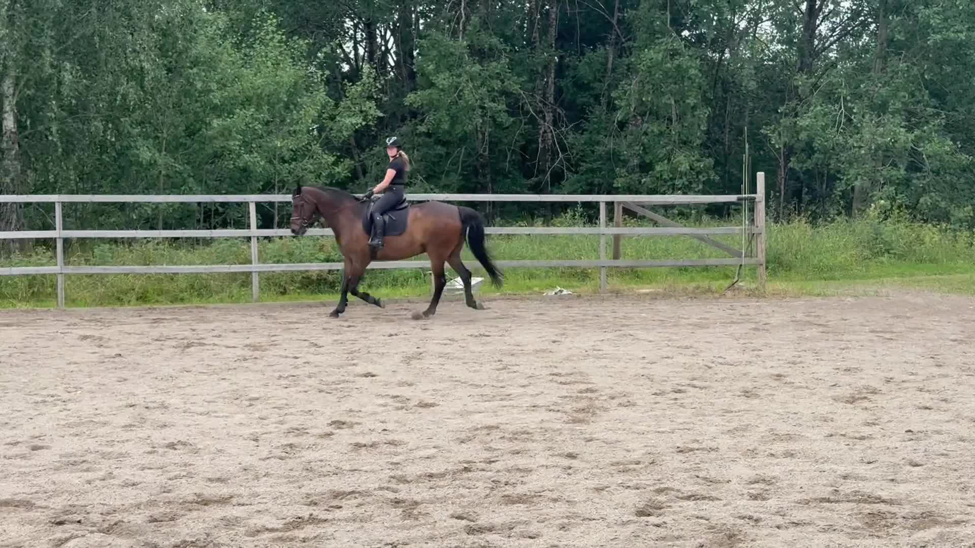 Allround hästar till salu: Lyxig skogsmulle i Arboga - Video 1