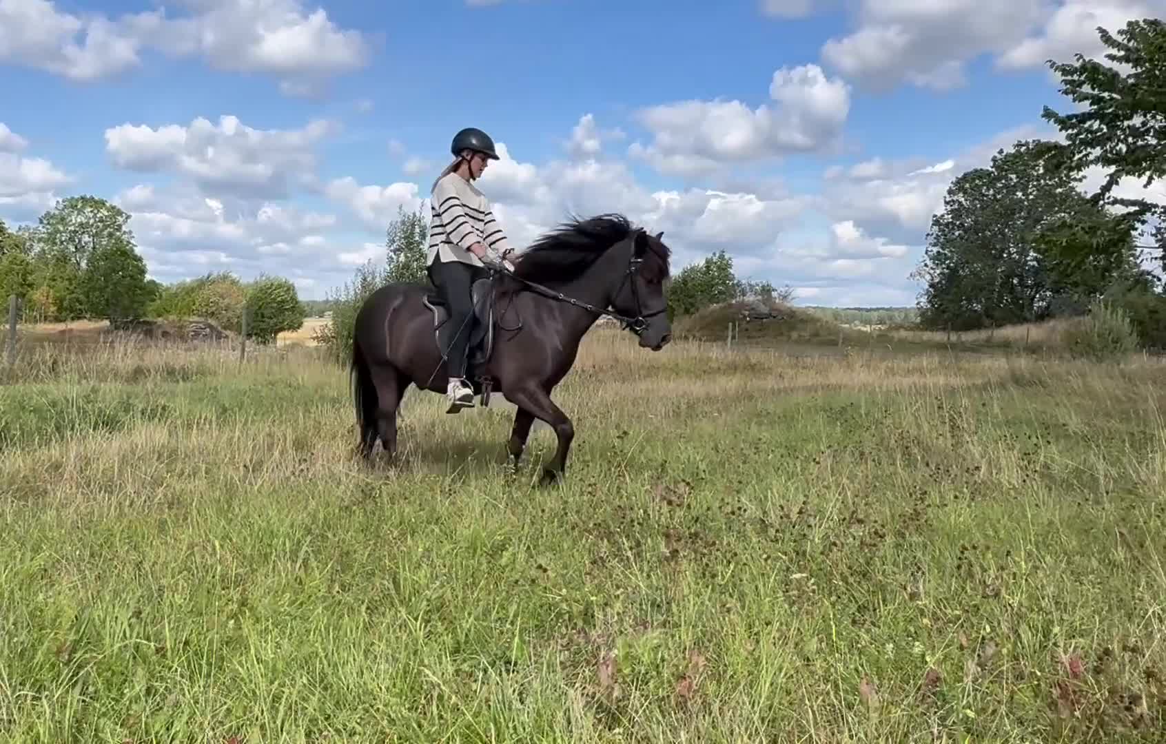 Island hästar till salu: Utstrålning, power och kapacitet över det vanliga - Video 2