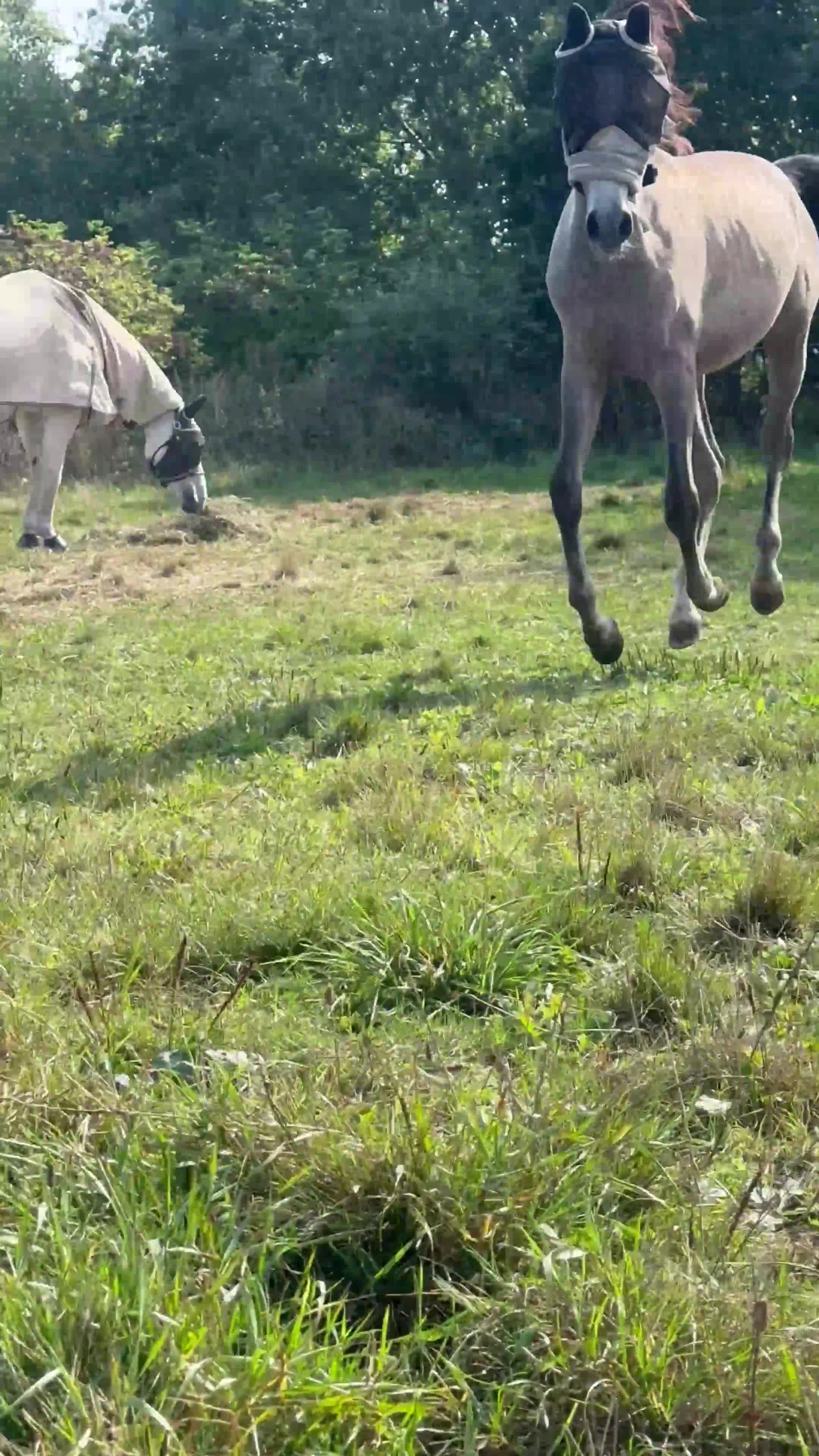 Övrigt hästar till salu: Arabhingst med Topstam från känt stuteri i Belgien i Yngsjö - Video 3