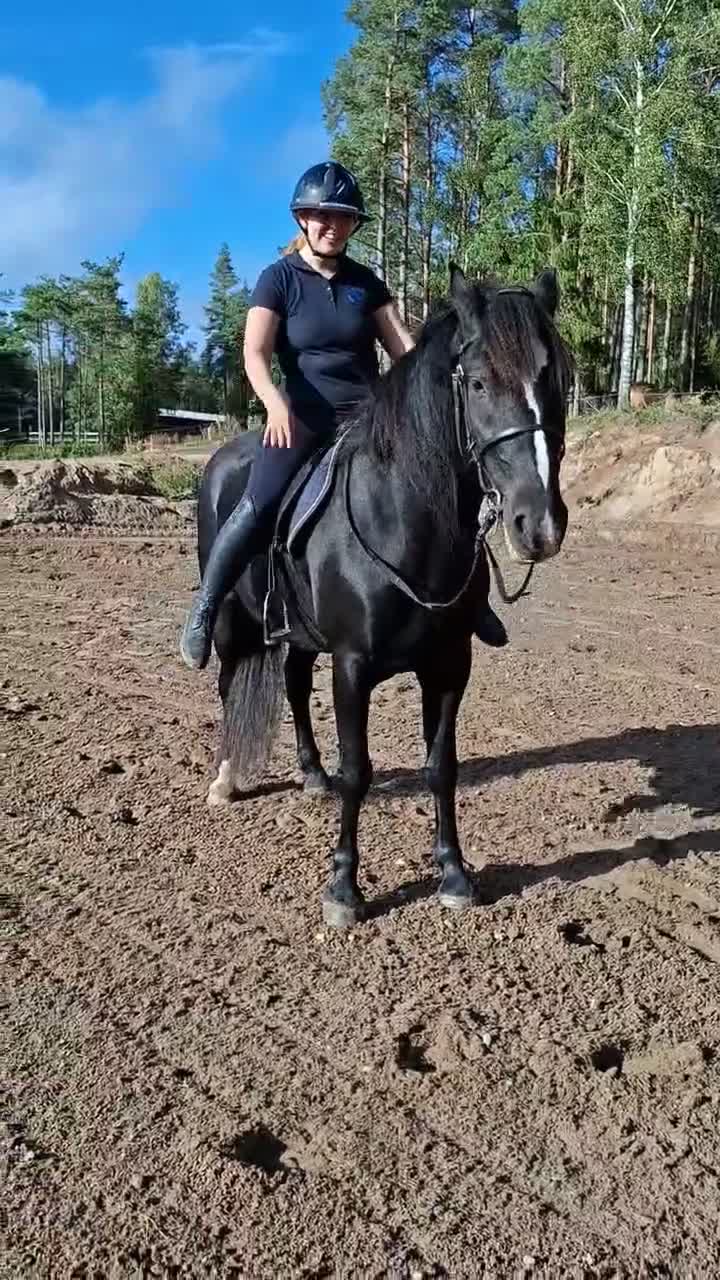 Allround hästar till salu: Trygg och mysig kallblods kille - Video 1