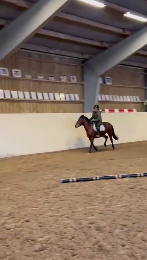 Hoppning hästar till salu: Ungponny e. Hembys Florian - Video 2