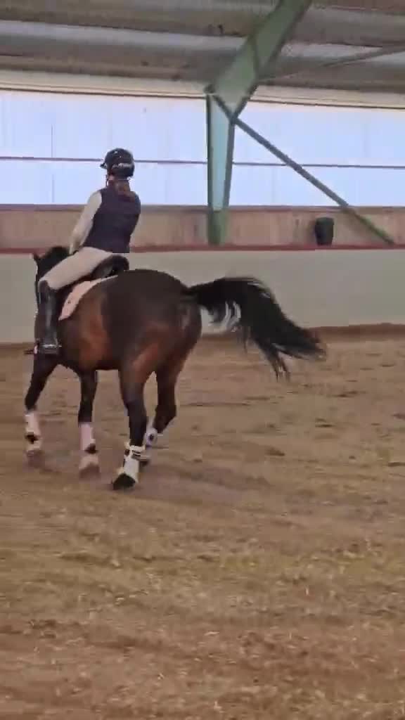 Hoppning hästar till salu: Pigg och arbetsvillig D-ponny i Hedemora - Video 1