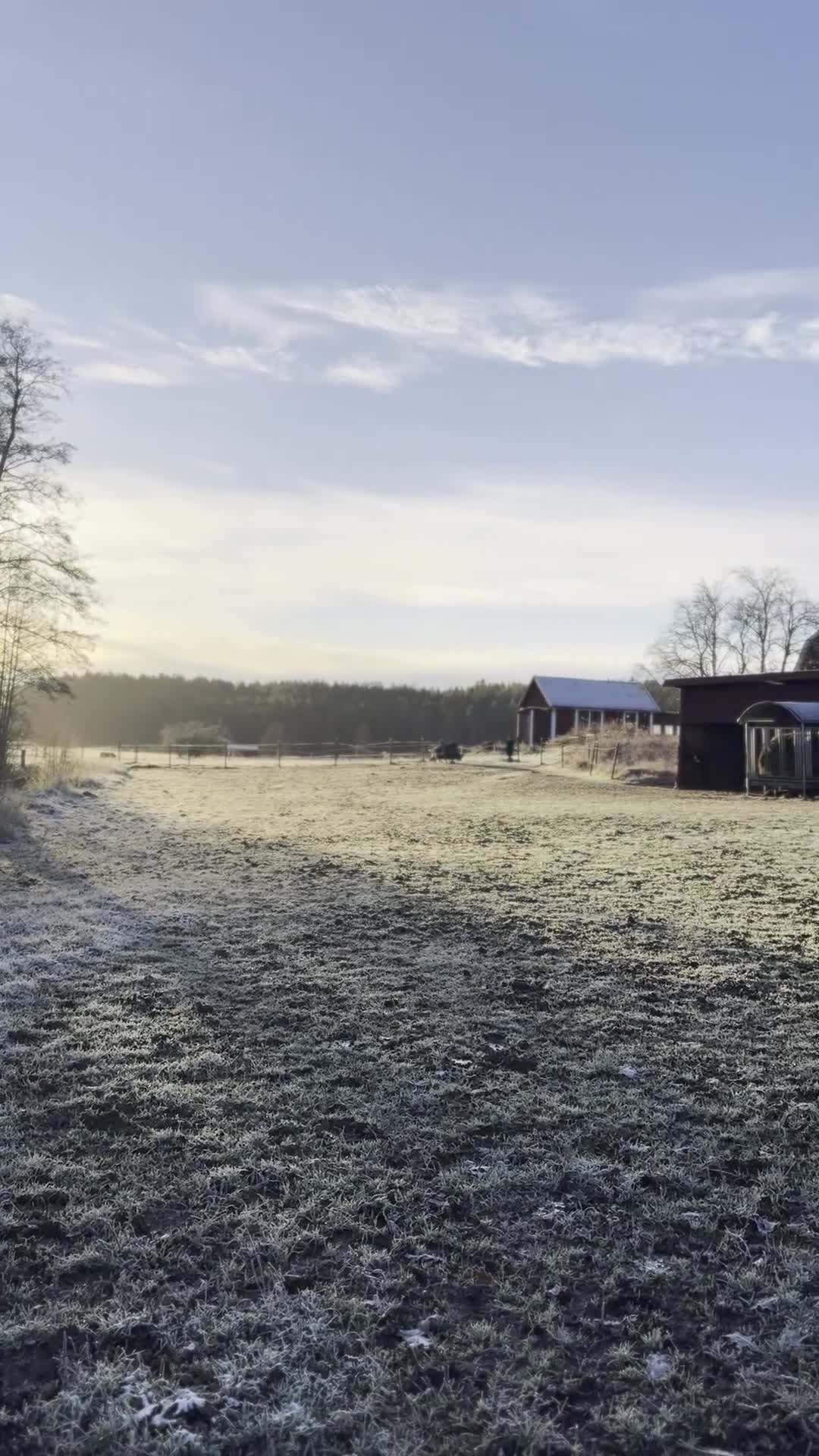  stallplats finnes: Lösdrift m. fullservice för unghingst/valack f.-25 - Video 2