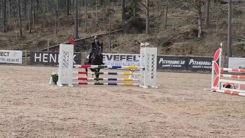 Hoppning hästar till salu: Framtida rosettplockare - Video 3