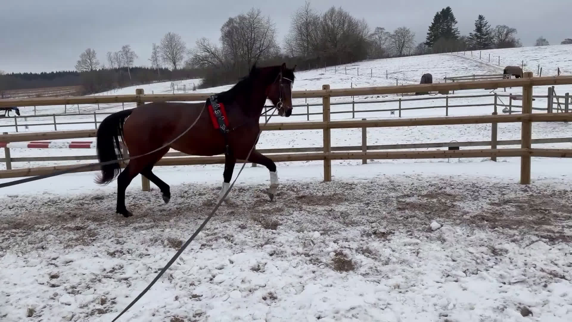 Dressyr hästar till salu: Tillfälle! Elegant sto - Video 1