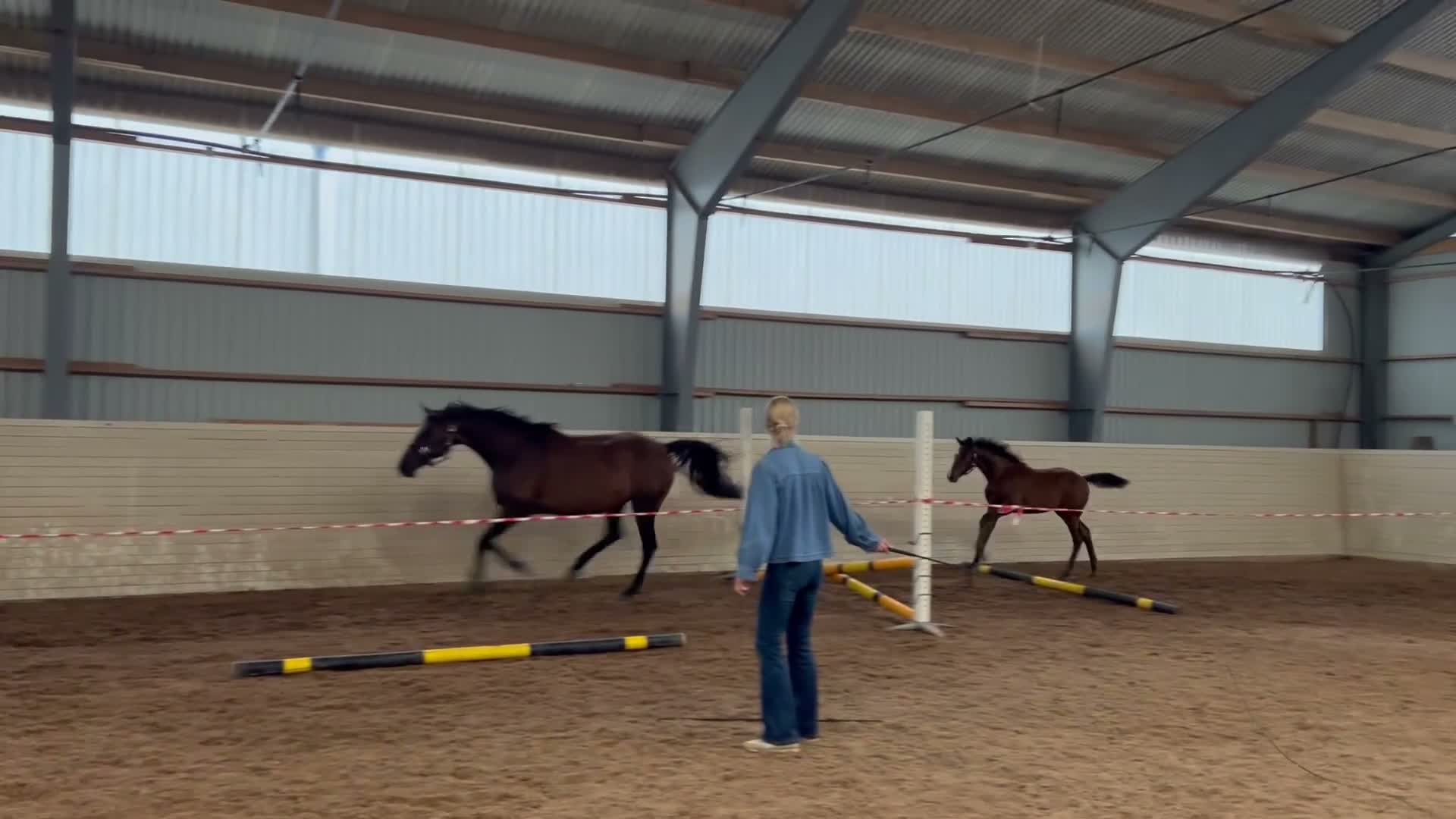 Hoppning hästar till salu: Stoföl med kvalitet!💫 - Video 2