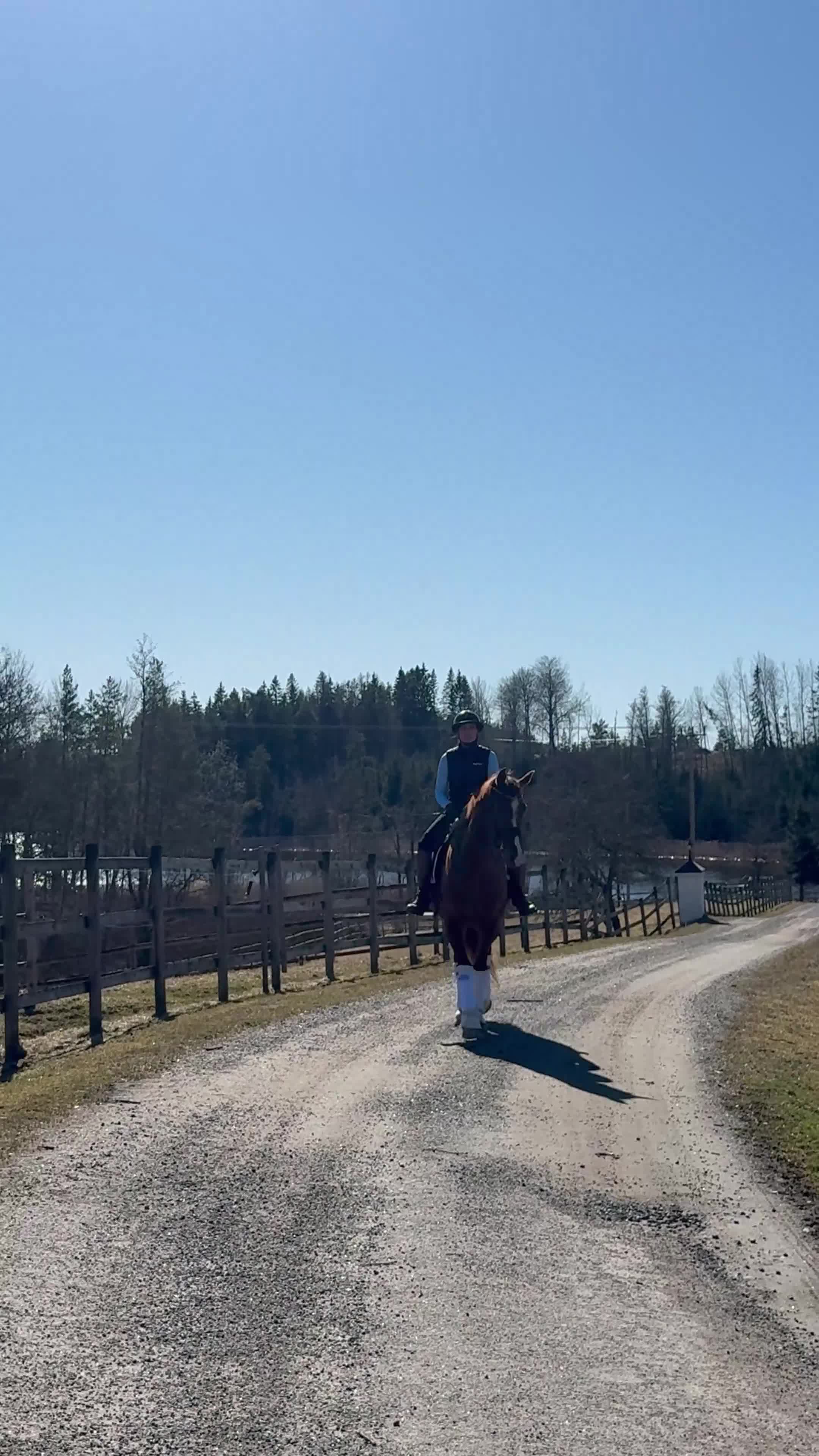 Dressyr hästar till salu: Lovande gångartsgalang med super mentalitet  - Video 3