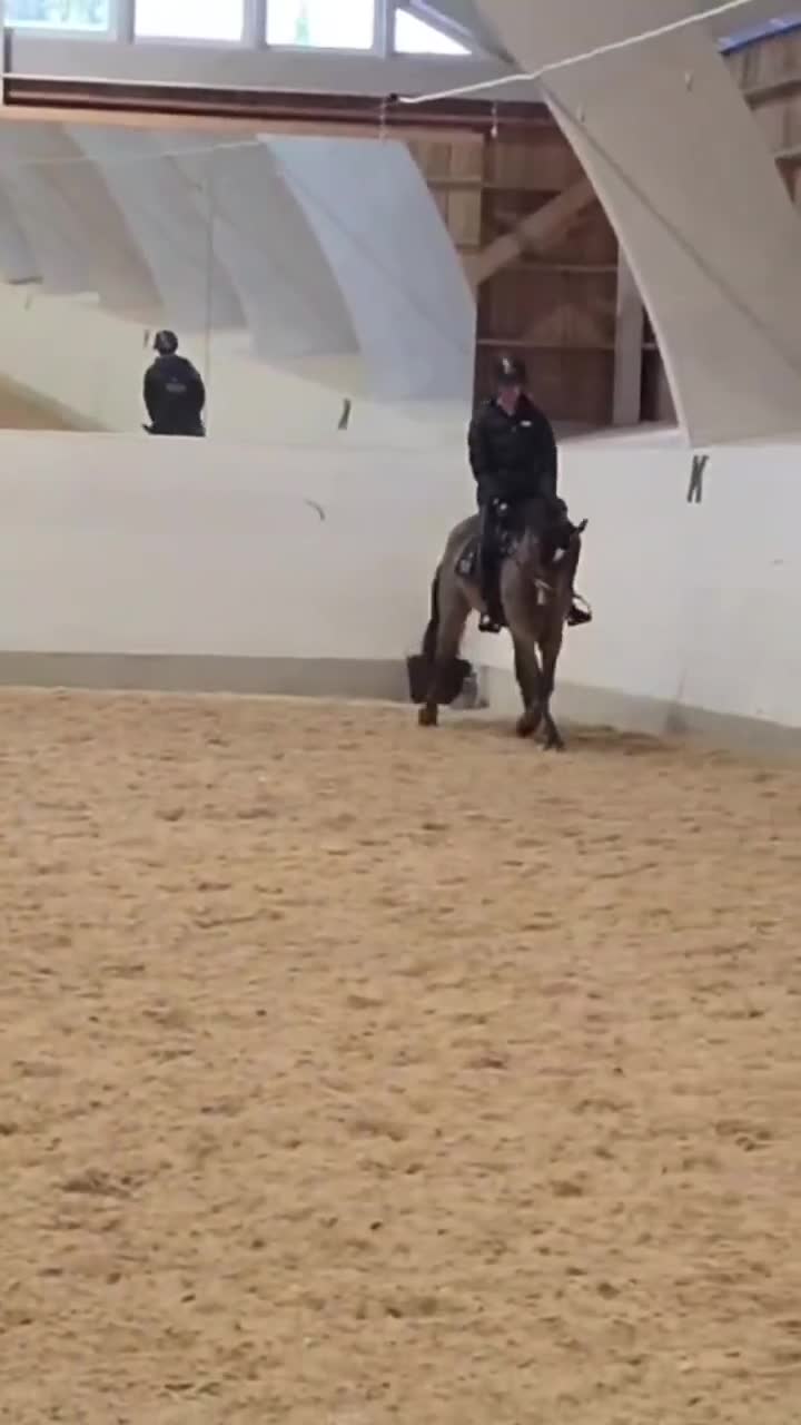 Hoppning hästar till salu: Ponny med kapacitet - Video 1