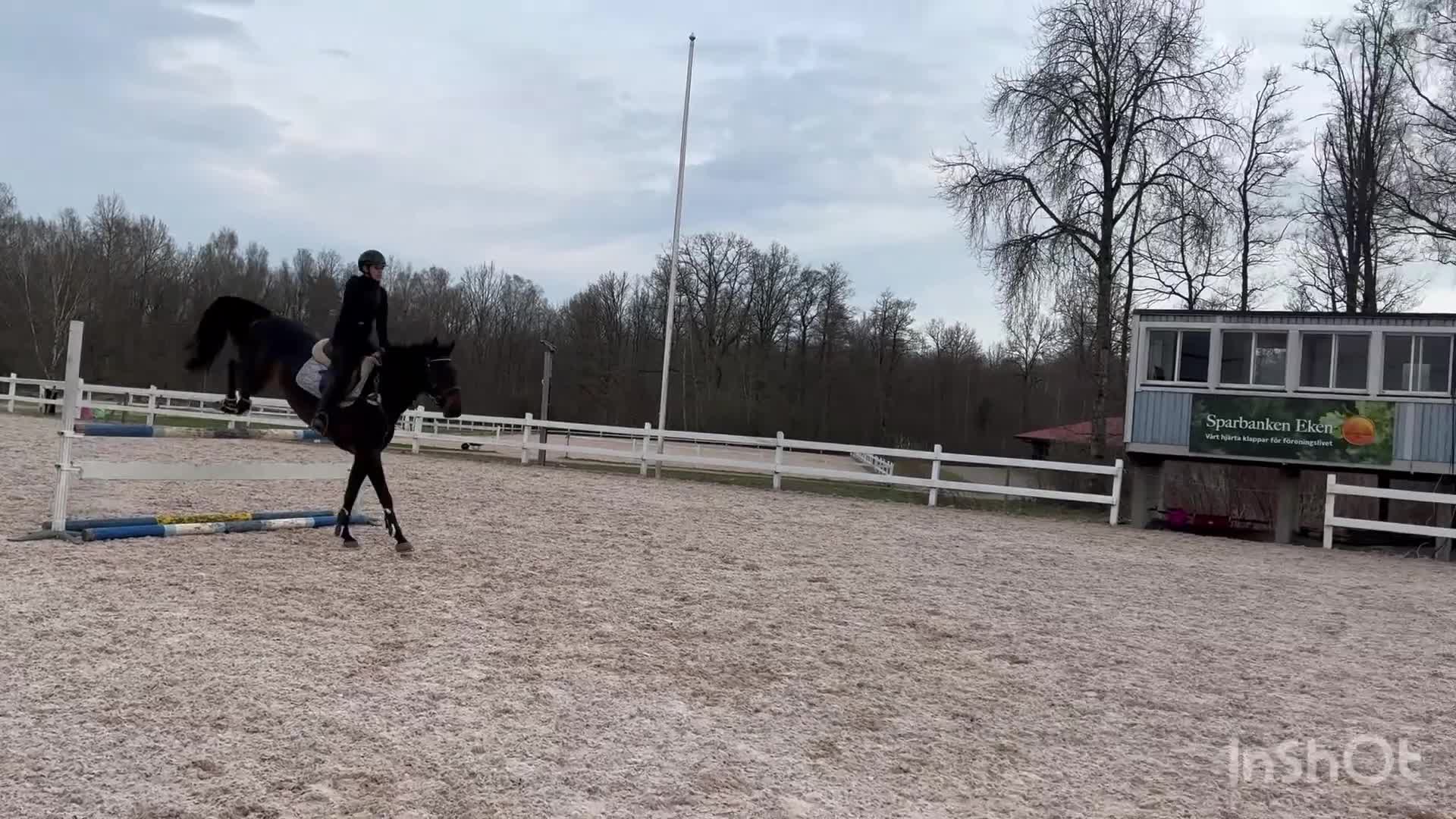 Hoppning hästar till salu: Framtidslöfte  - Video 1