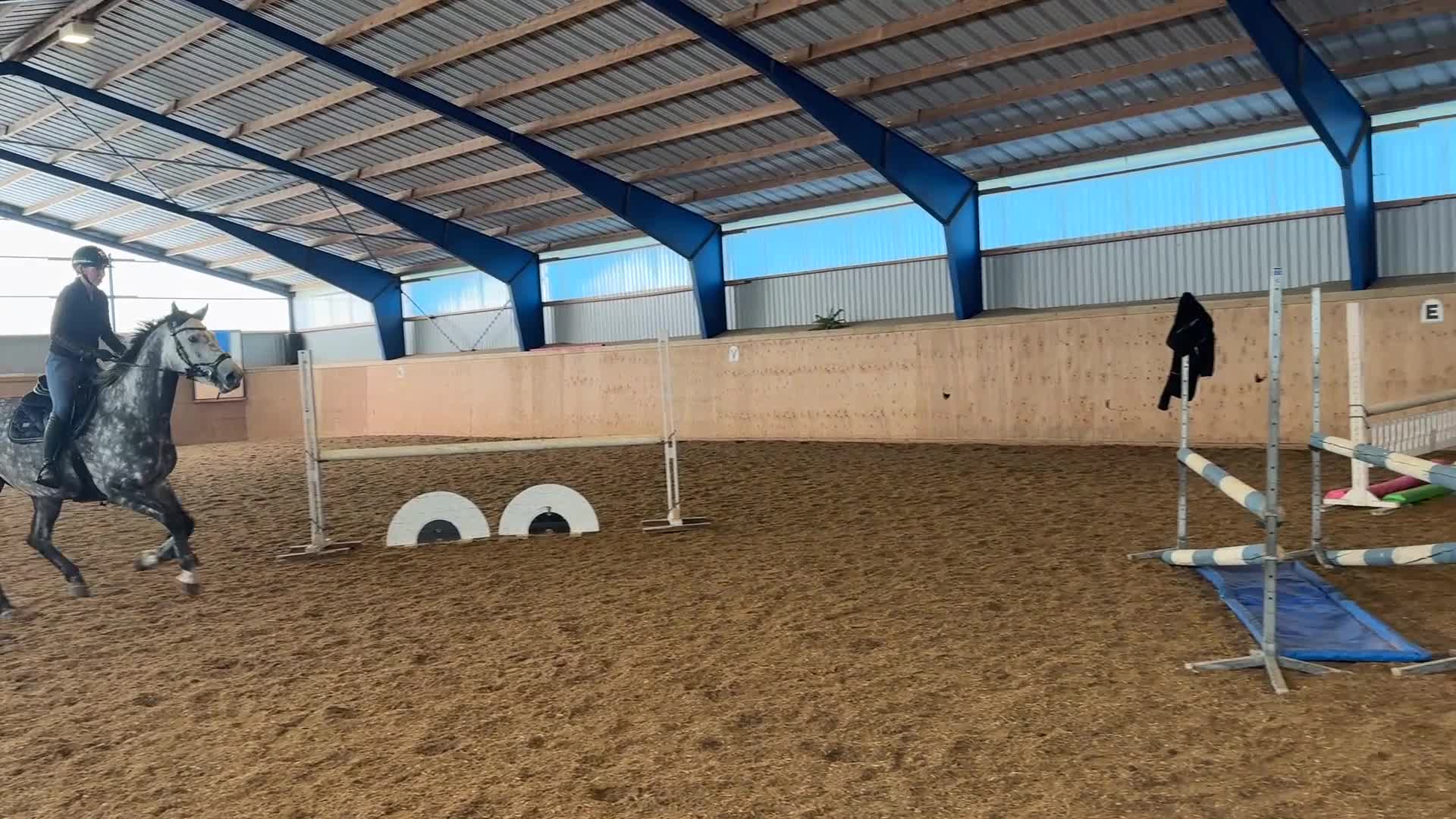 Hoppning hästar till salu: Lovande unghäst - Video 2