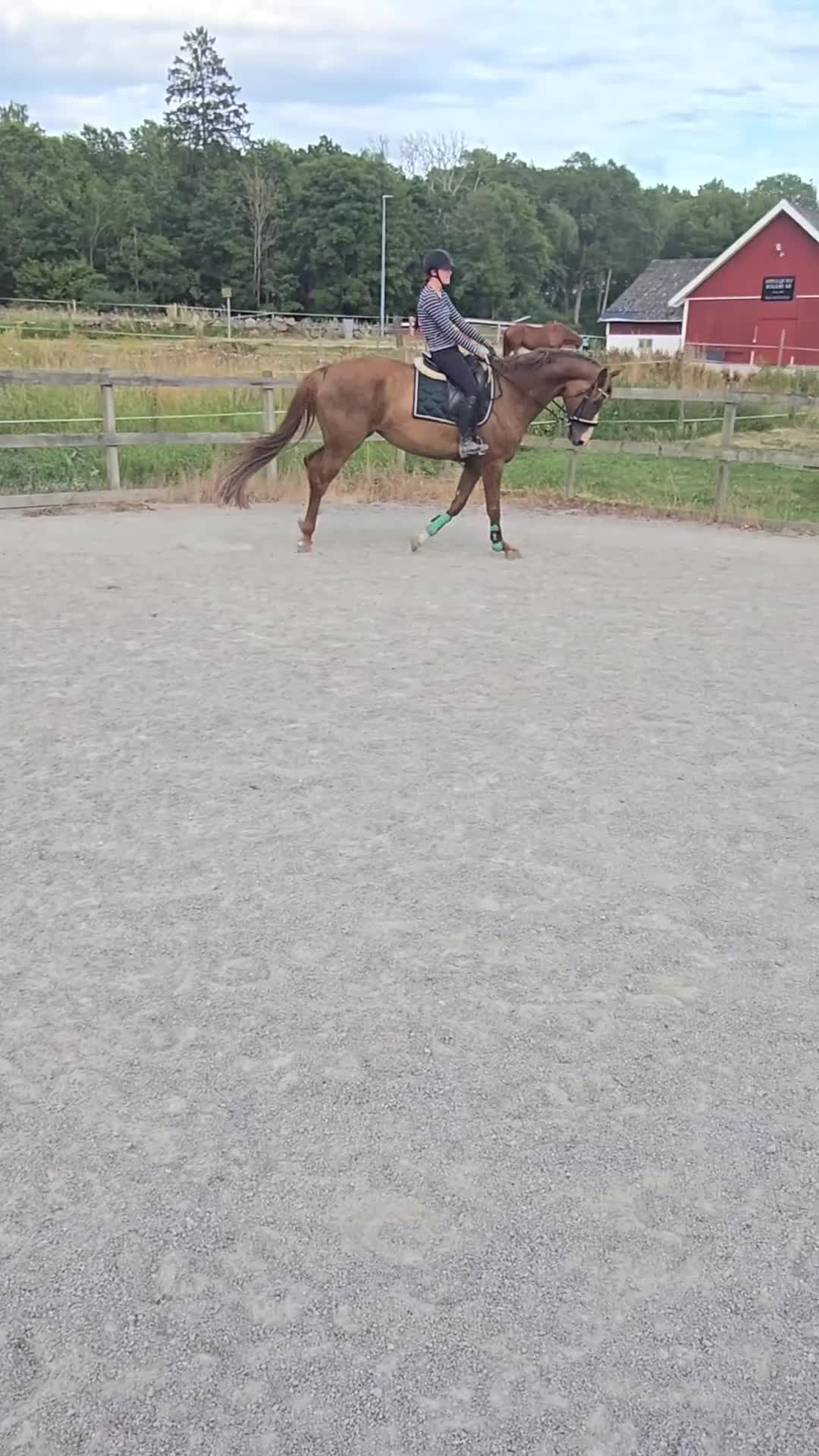 Dressyr hästar till salu: Dressyr häst med kapacitet! - Video 1
