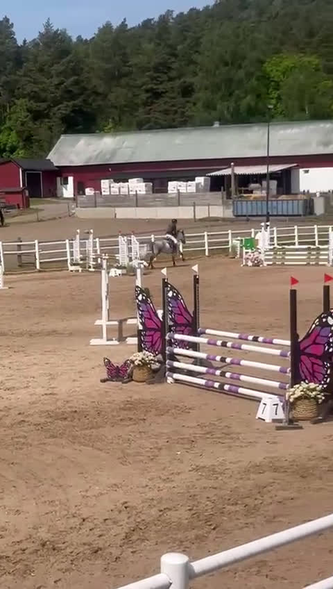 Hoppning hästar till salu: Perfekt första ponny eller tävlingskompis - Video 1