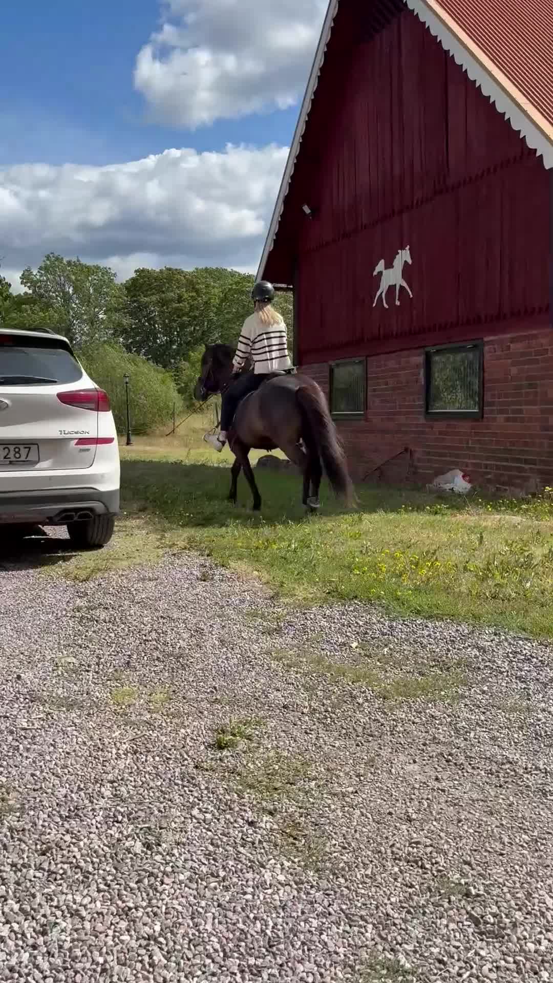 Island hästar till salu: Utstrålning, power och kapacitet över det vanliga - Video 5
