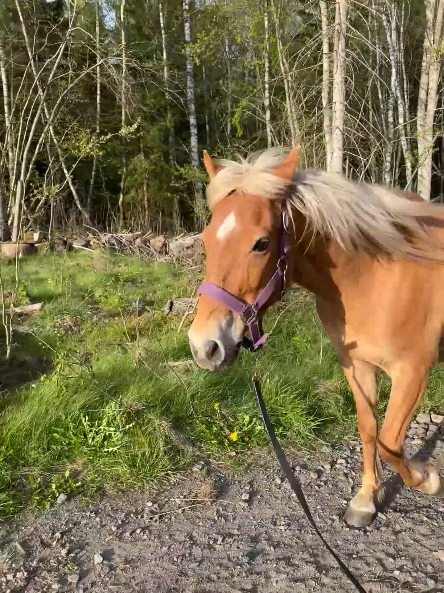 Allround hästar till salu: Trevlig ponny - Video 1