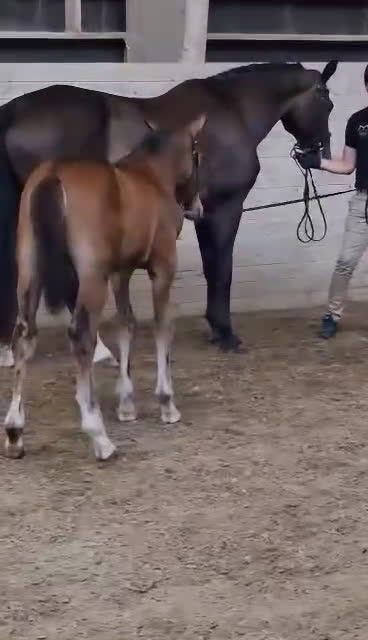 Hoppning hästar till salu: Snäll unghäst med riktigt bra hoppstam - Video 2