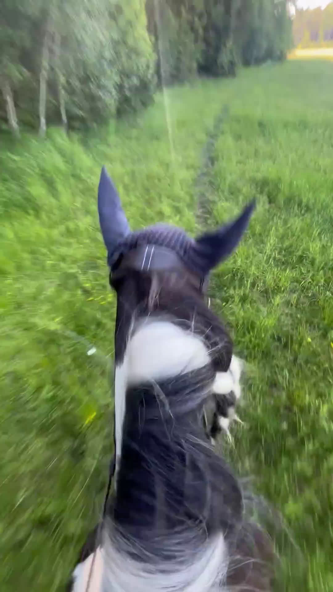 Allround hästar till salu: Vacker drömponny i Uppsala - Video 1