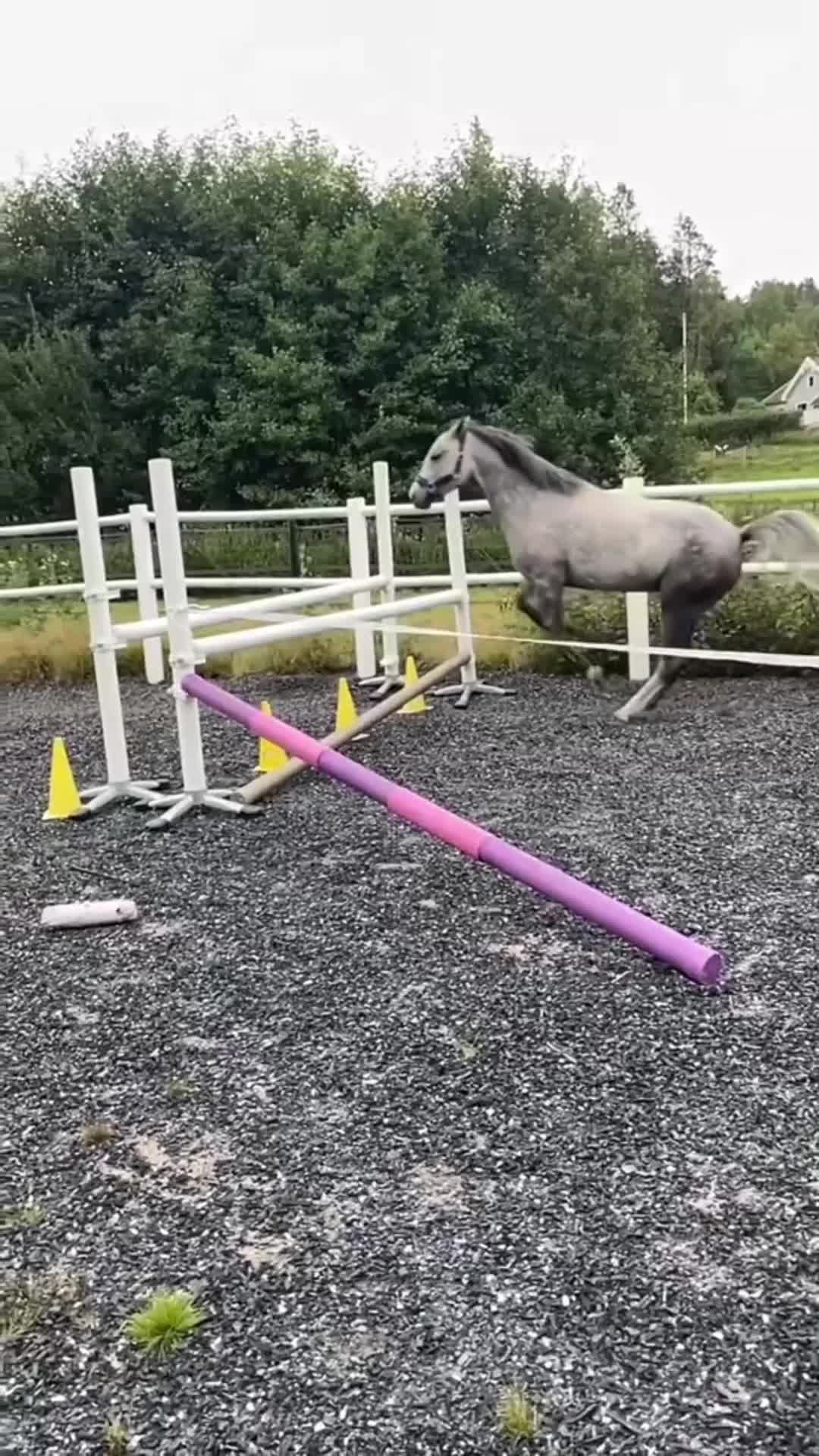 Hoppning hästar till salu: Kvalitetsponny med stor kapacitet  - Video 2