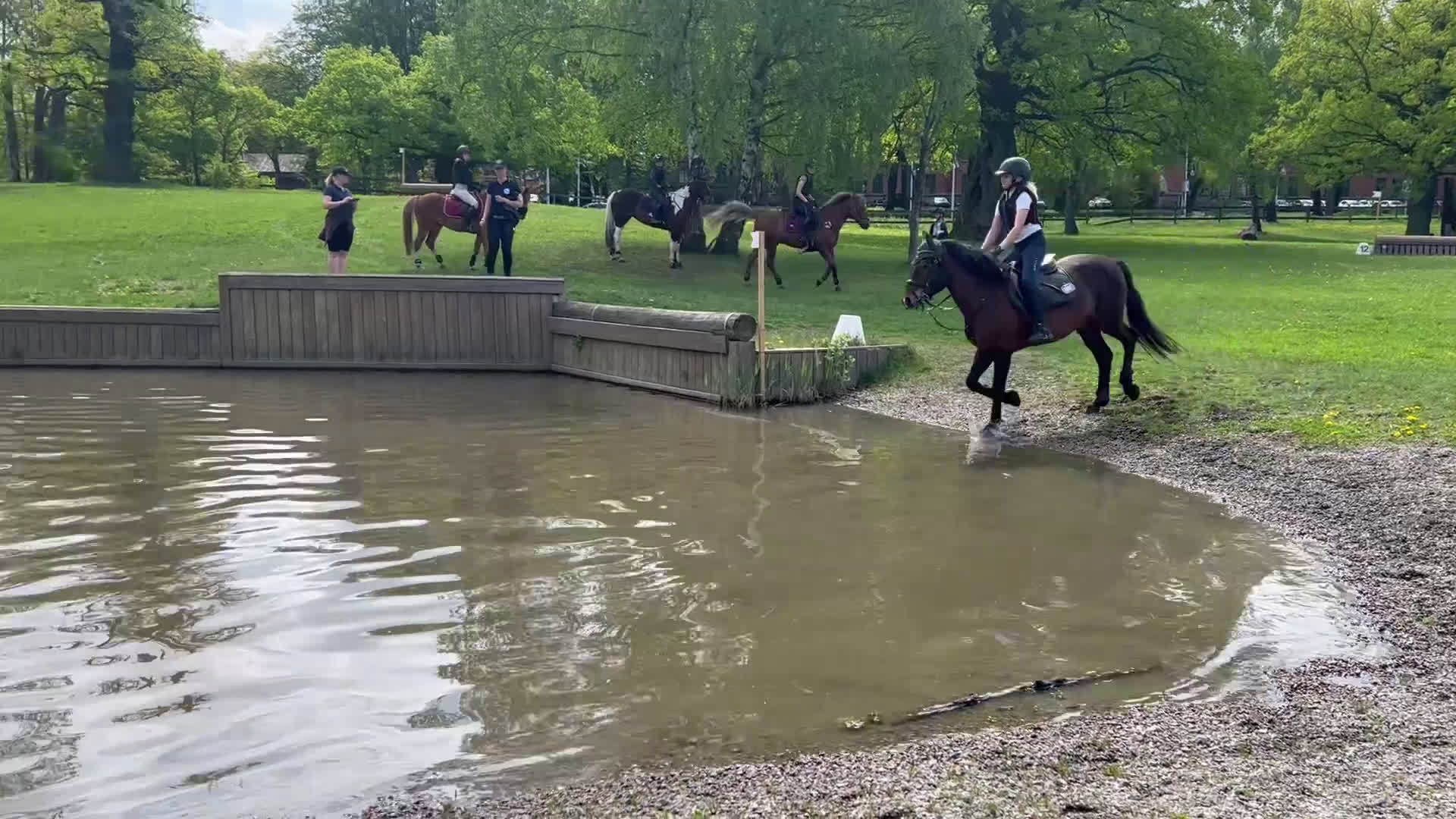 Allround hästar till salu: Fantastisk läromästare! - Video 4