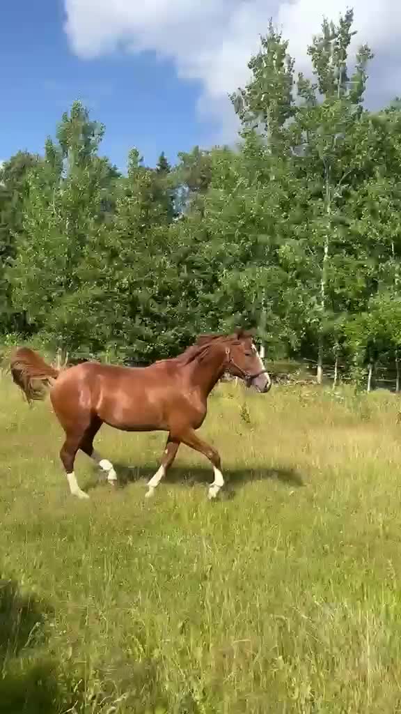 Hoppning hästar till salu: SAMARBETE 2-ÅRIG HOPPHINGST MED STORA KVALITETER! - Video 3