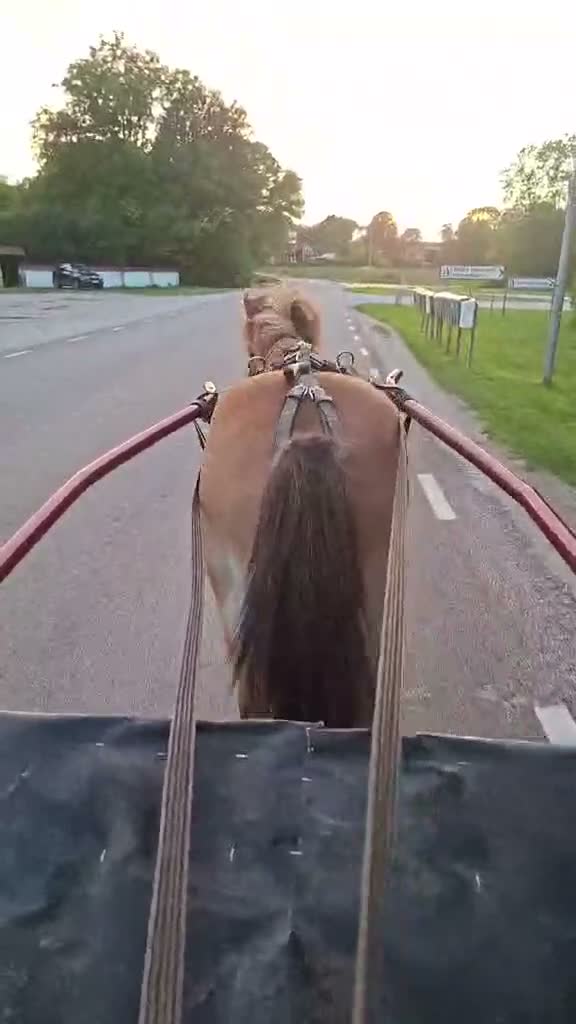 Trav hästar till salu: Startklar trevlig ponnytravare e. Kumlaby Modul i Hemse - Video 4