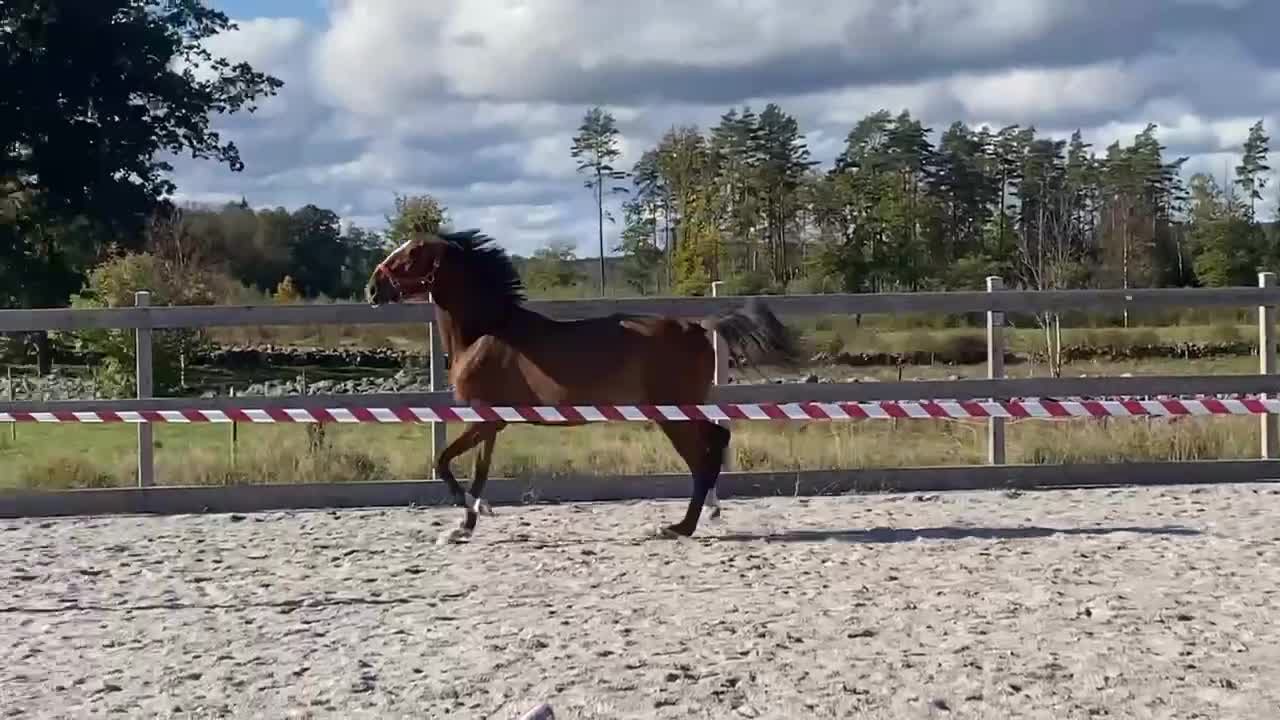 Allround hästar till salu: Lille Ville - världens snällaste häst - Video 4