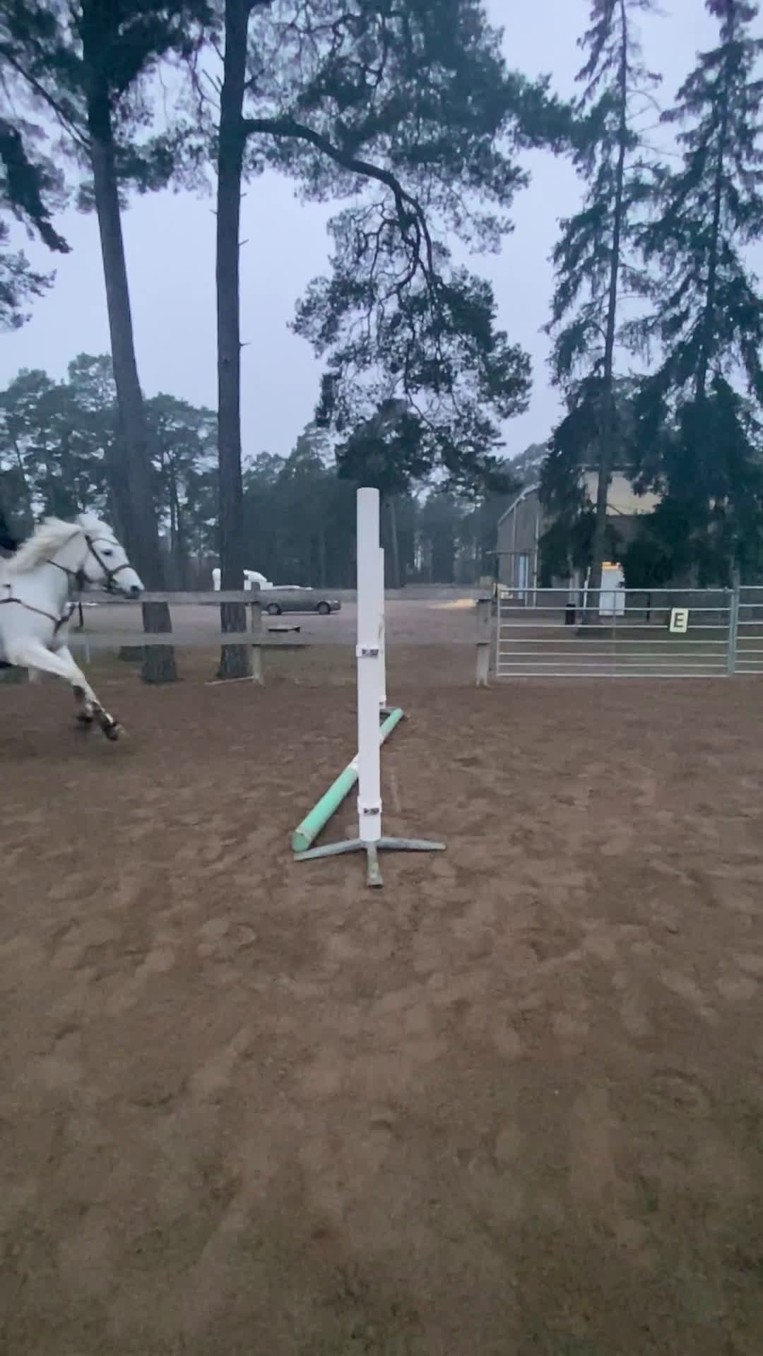 Hoppning hästar till salu: Bombsäker höjdhoppare! i Kalmar - Video 4