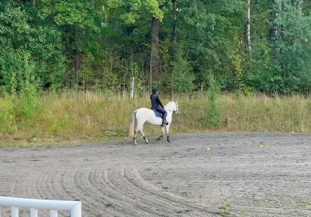 Hoppning hästar till salu: DRÖMPONNY  - Video 1