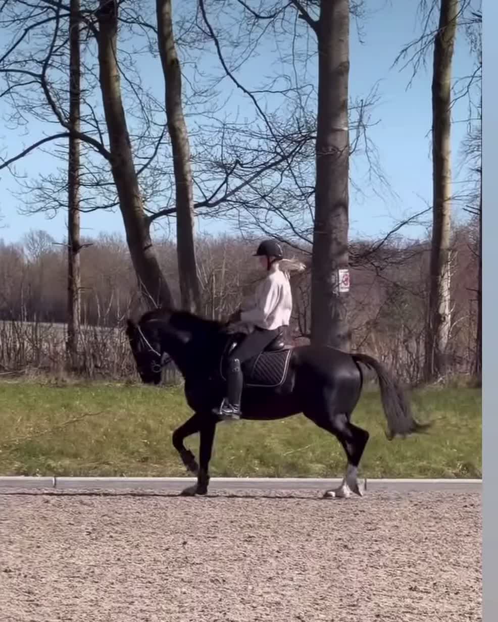 Dressyr hästar till salu: Dressyr KWPN-valack med kvalitet och potential i Hillerød - Video 5