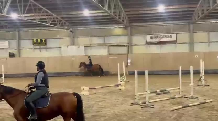 Allround hästar till salu: Fantastisk ponny - Video 3