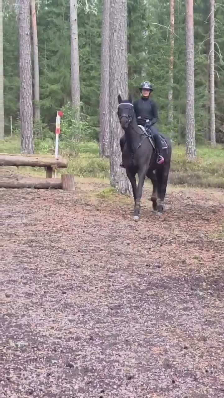 Dressyr hästar till salu: Fantastisk läromästare - Video 1