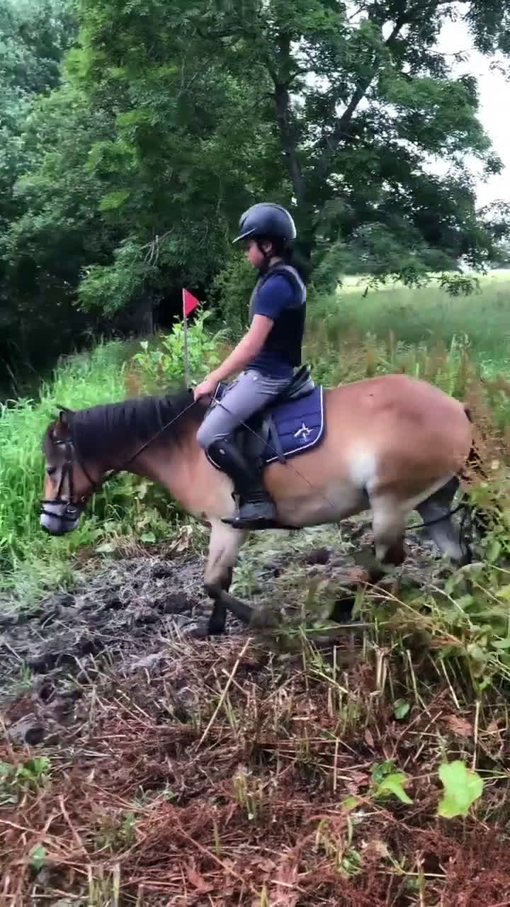 Hoppning hästar till salu: Maxad B-ponny i Valdemarsvik - Video 5
