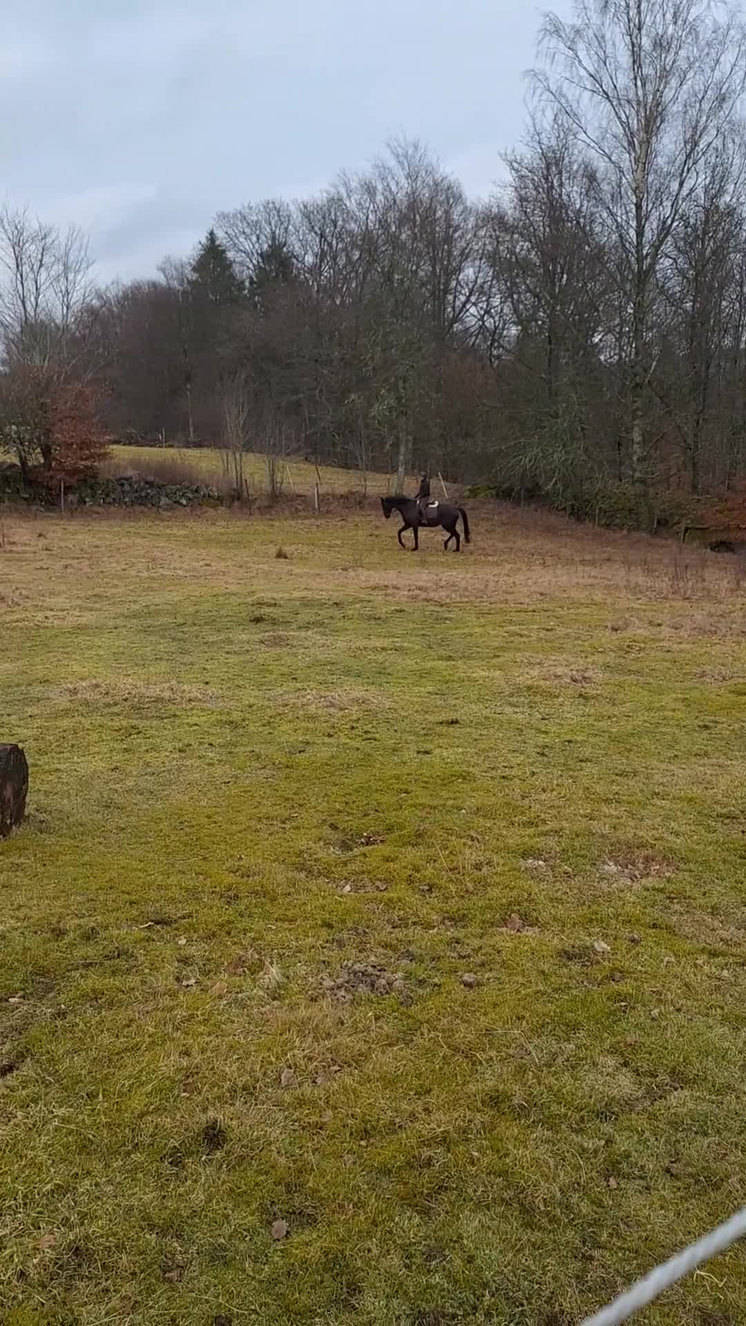 Allround hästar till salu: Vacker dressyrstammad hobbyhäst - Video 1