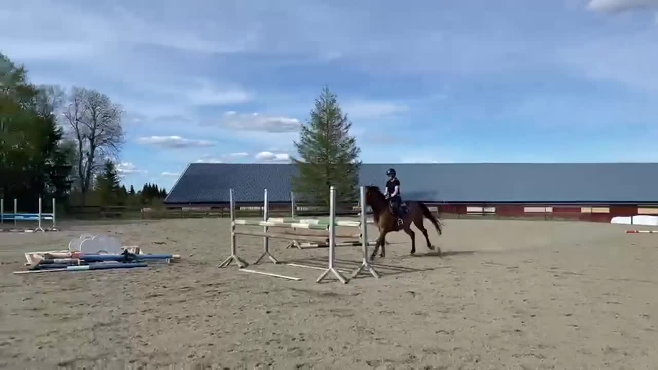 Hoppning hästar till salu: Super 6 åring til salgs!  - Video 2