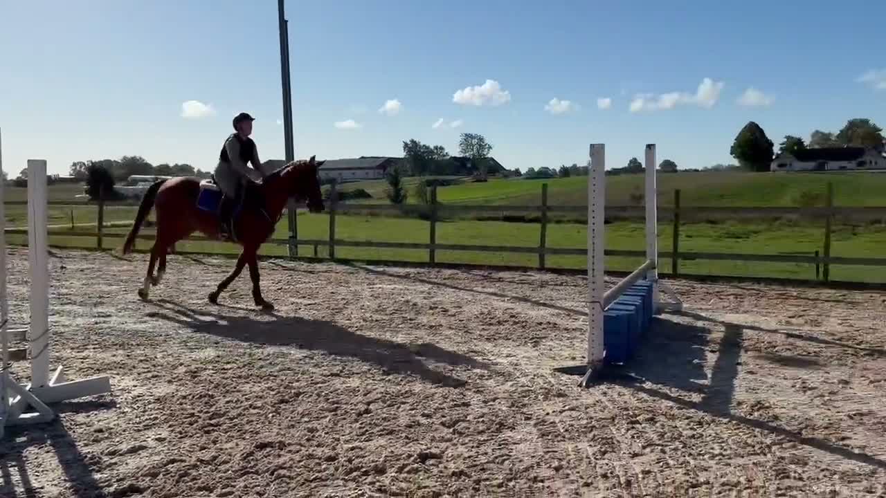 Allround hästar till salu: ⭐️VACKERT STO MED MYCKET POTENTIAL⭐️ - Video 3