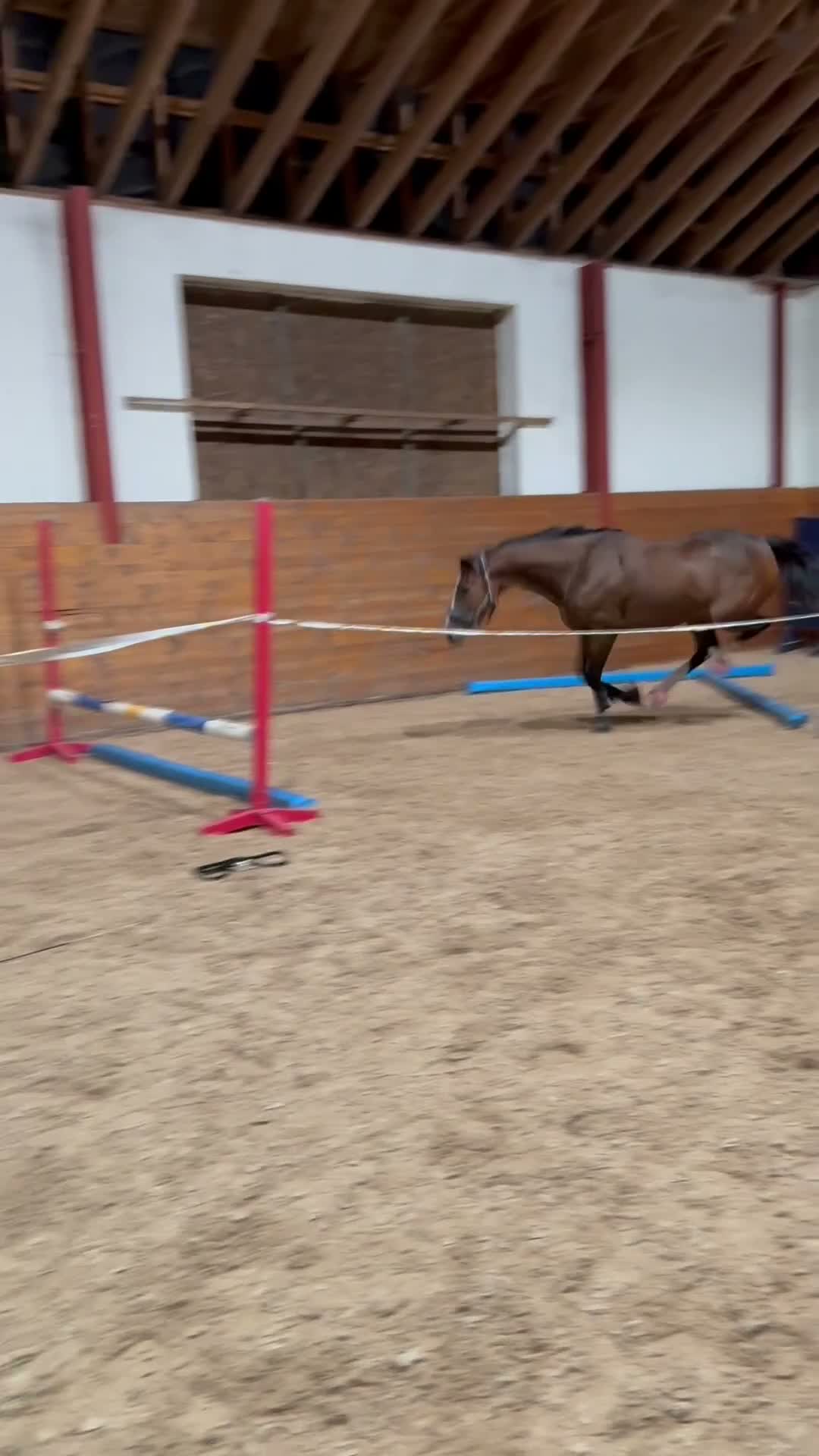 Sällskap hästar till salu: Två trevliga hästar söker nya hem 🐴❤️ - Video 1