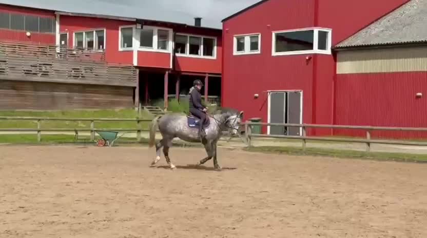 Hoppning hästar till salu: Supertrevlig valack passar även verksamhet  - Video 1