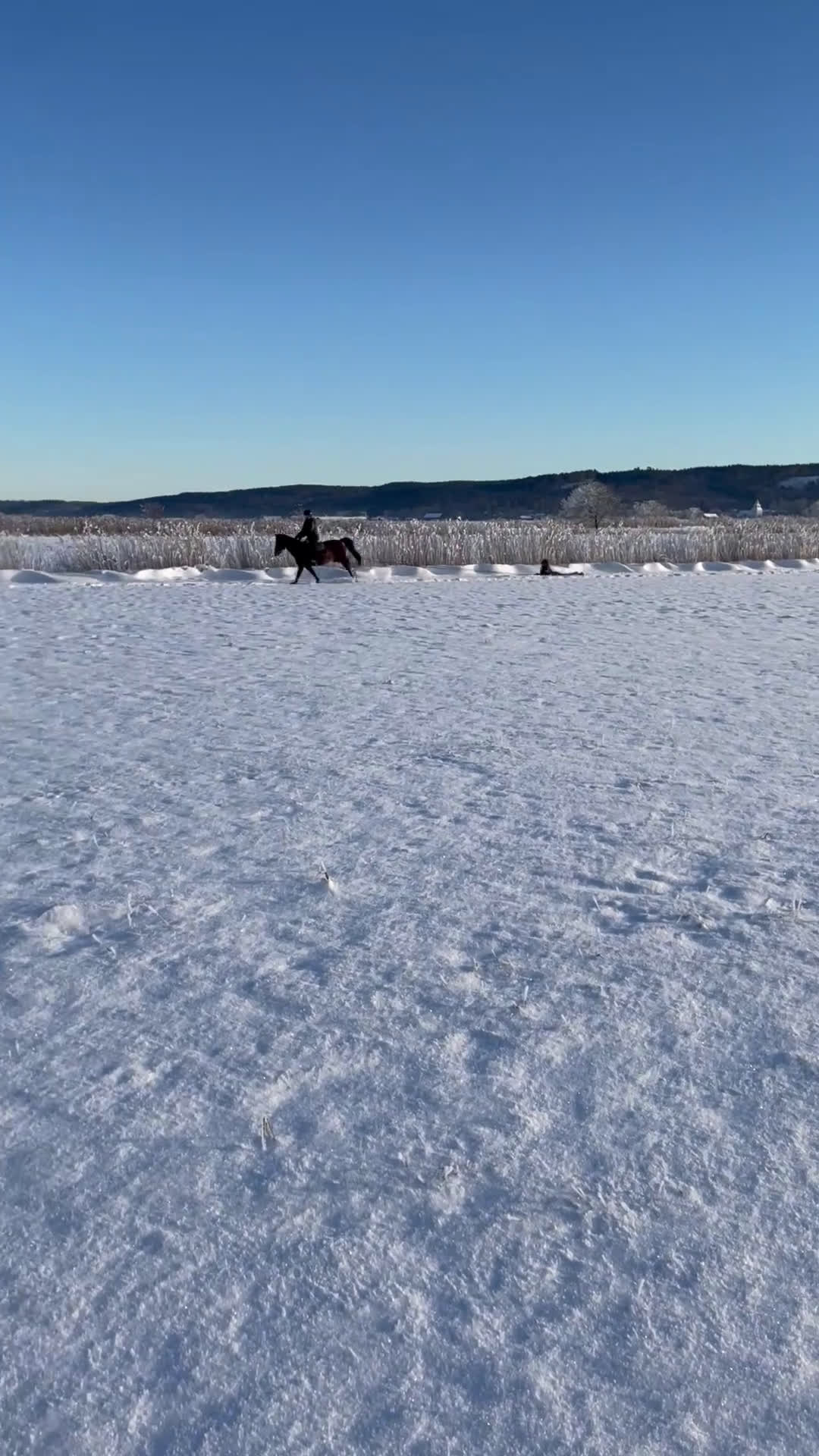 Allround hästar till salu: Lyxig läromästare! i Veddige - Video 2