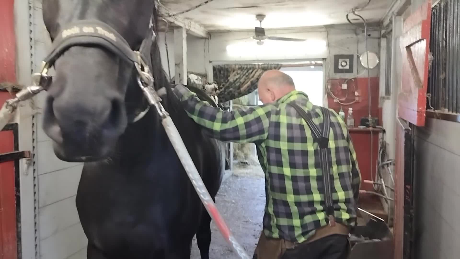Allround hästar till salu: Trevlig 3-årig halvblodsvalack - Video 1