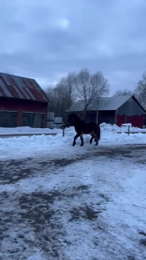Island hästar till salu: Trevlig valack 3 år - Video 4