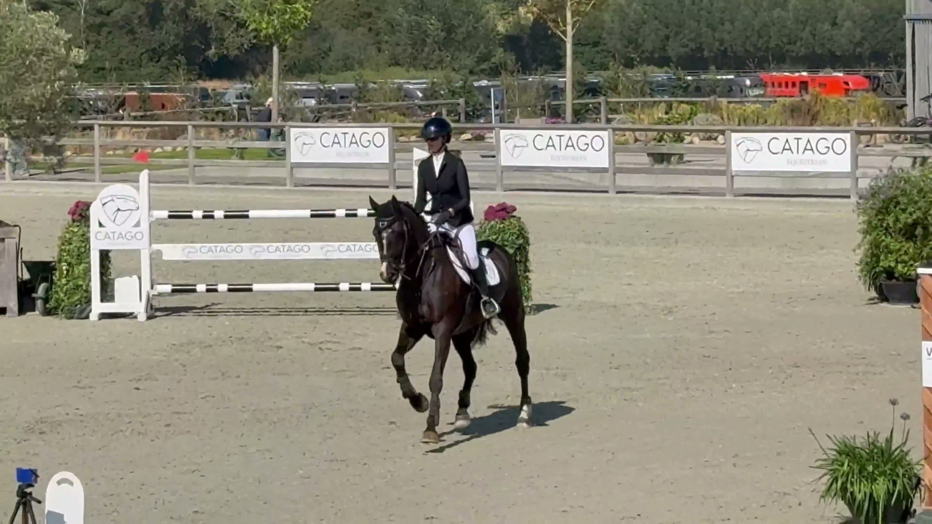 Hoppning hästar till salu: Danish Champion for 6-year-old horses! 🏆  - Video 1