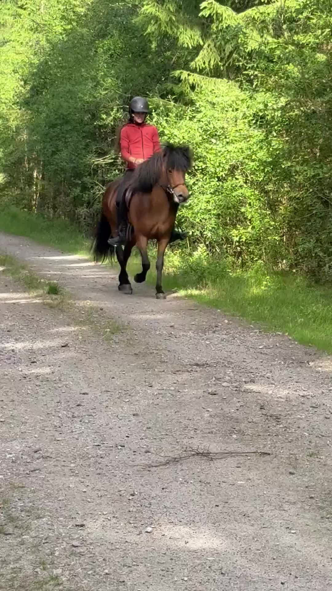 Island hästar till salu: Trevligt 8 årigt sto - Video 1