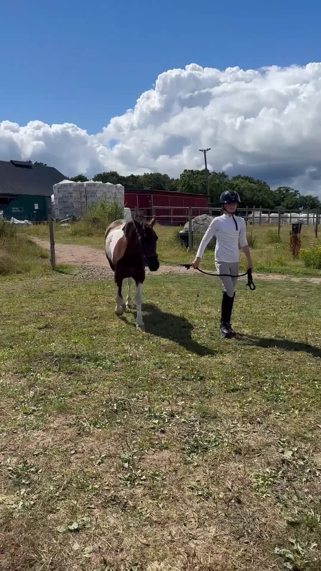 Allround hästar till salu: Pigg och positiv ponny söker kärleksfullt hem.  - Video 5