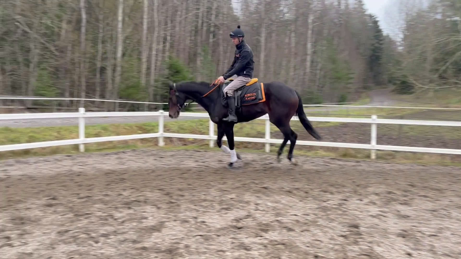 Allround hästar till salu: Högrest fullblod med stor potential i Bro - Video 2