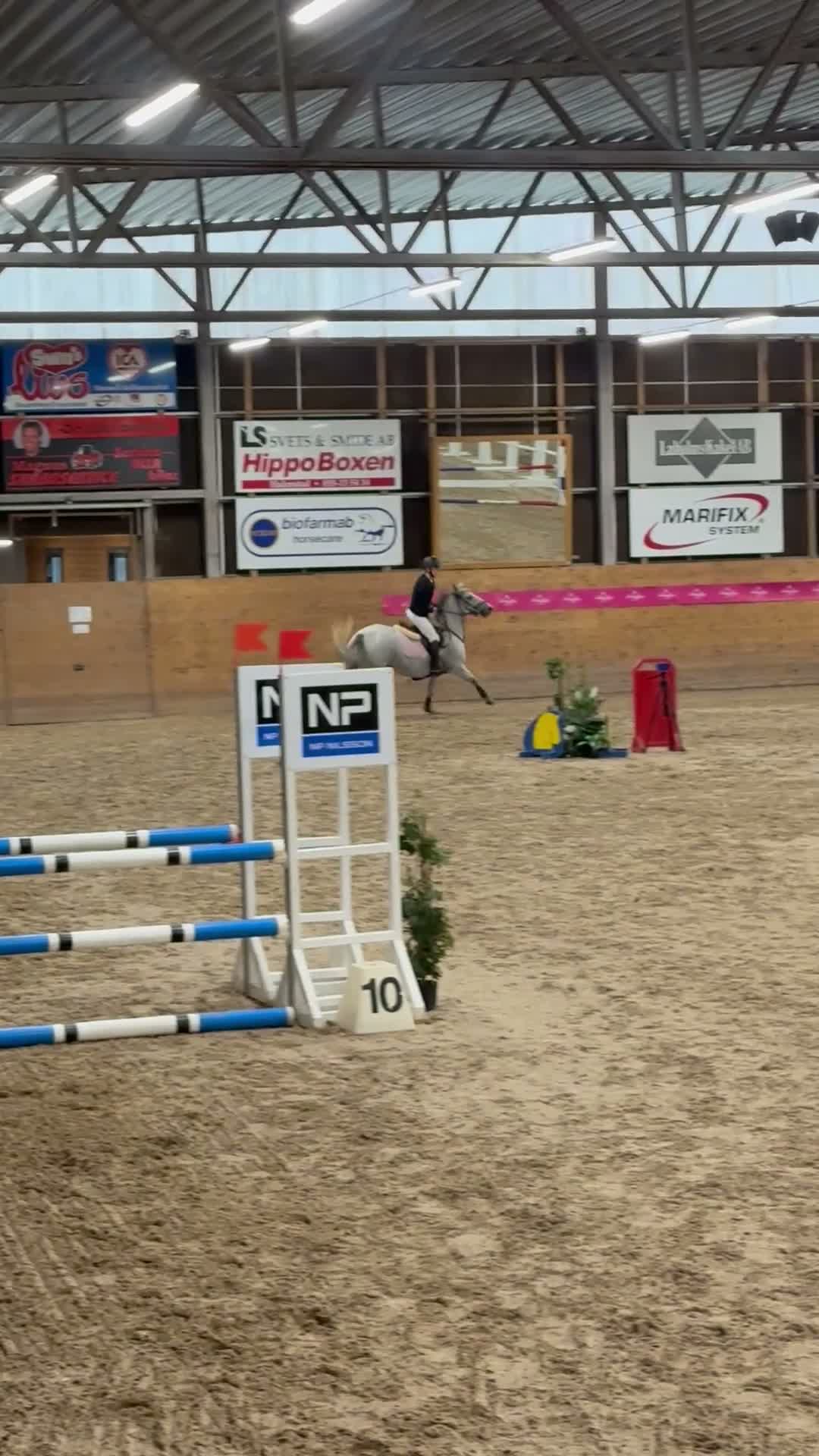 Hoppning hästar till salu: Maxad C-ponny med fantastik inställning  - Video 3