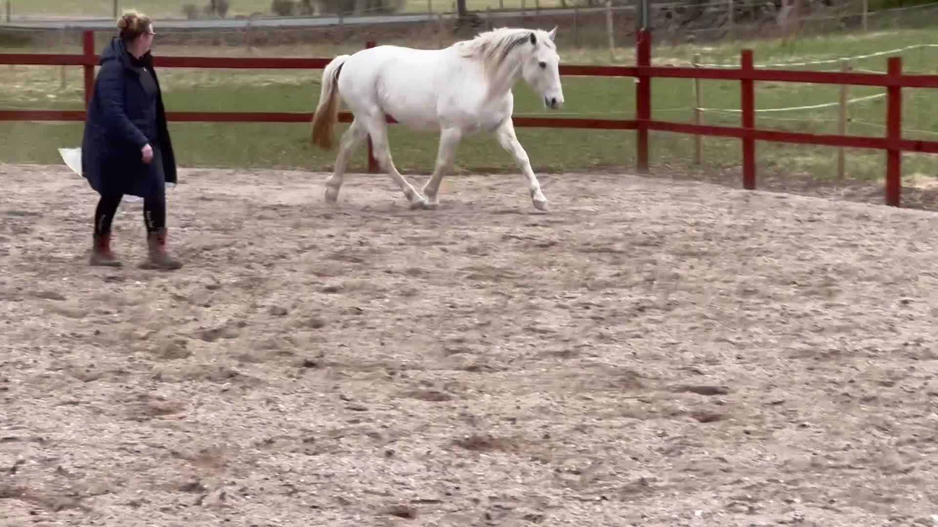 Allround hästar till salu: Cool och snäll kille - Video 2